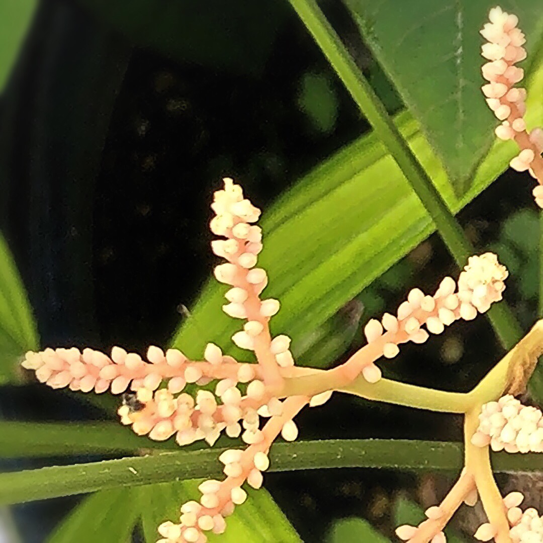 きょうの花 岡田彫金工房