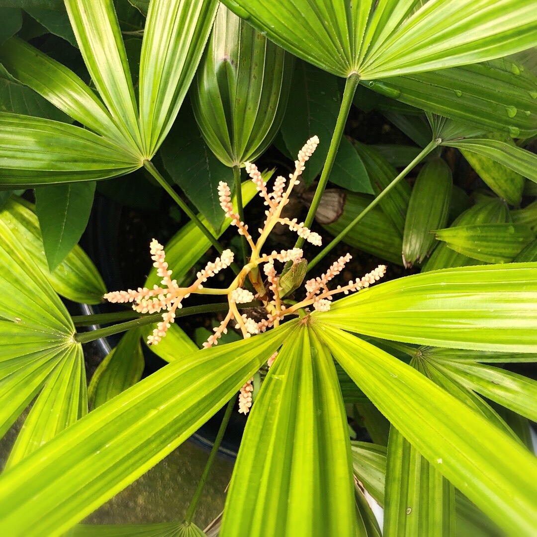 きょうの花 岡田彫金工房