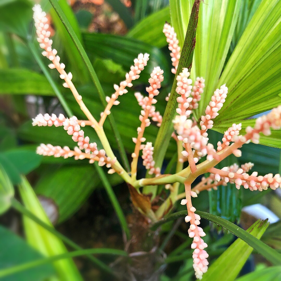 きょうの花 岡田彫金工房